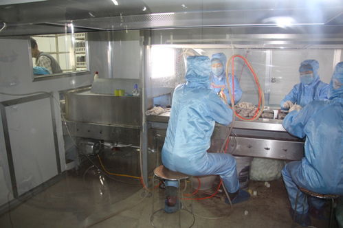 雙興新盛木耳菌包廠 優質菌包熱銷中，專業技術全程指導